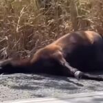 Dois cavalos são encontrados mortos próximo à estrada do Ceasa, em Piracicaba