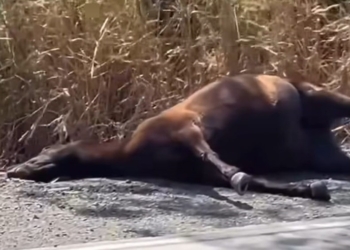 Foto: Fábio Pinturas Show