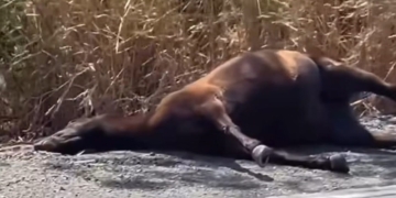 Dois cavalos são encontrados mortos próximo à estrada do Ceasa, em Piracicaba
