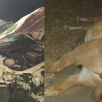 Acidente em rodovia de Piracicaba deixa duas pessoas feridas e dois cavalos mortos