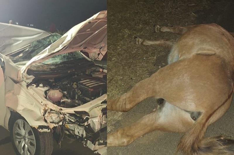 Acidente em rodovia de Piracicaba deixa duas pessoas feridas e dois cavalos mortos