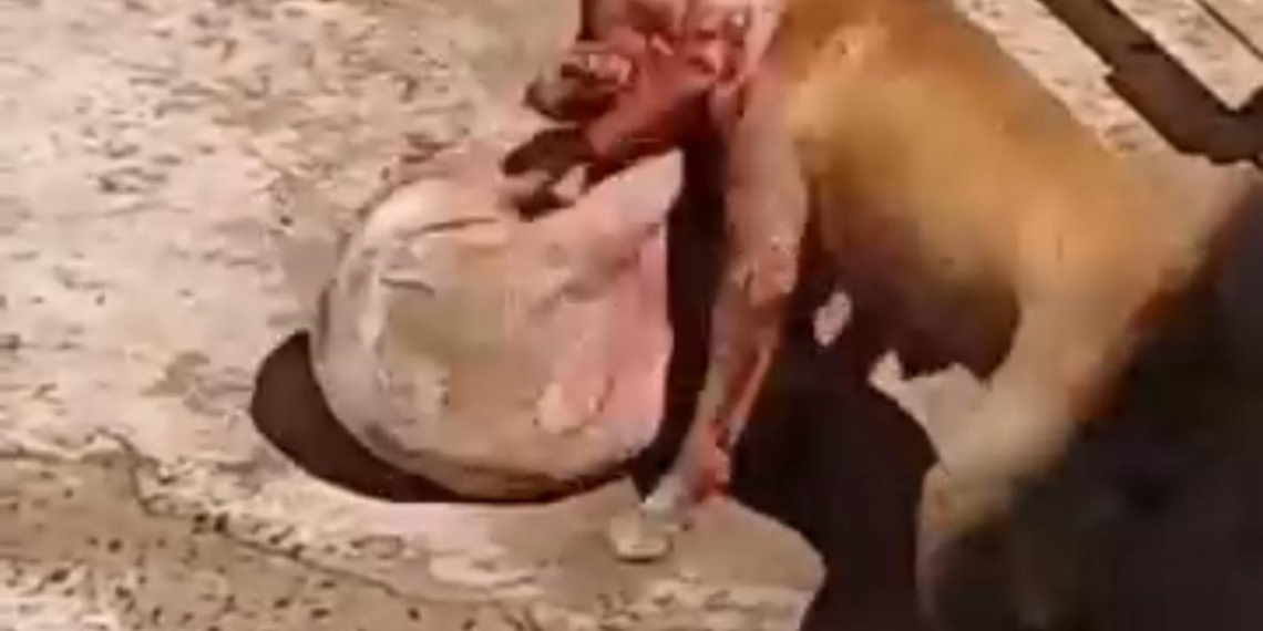 Cachorra fica gravemente ferida após ser atacada por pitbull em Piracicaba