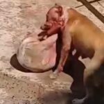Cachorra fica gravemente ferida após ser atacada por pitbull em Piracicaba