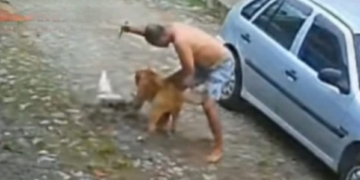 Pitbull é morto a facadas após atacar outro cão