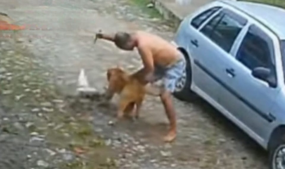 Pitbull é morto a facadas após atacar outro cão