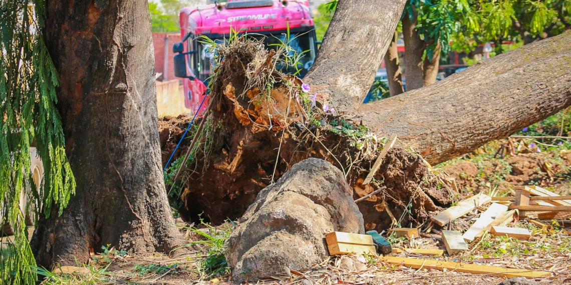 Queda de árvore interdita faixa na Rodovia Geraldo de Barros, em Piracicaba