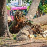 Queda de árvore interdita faixa na Rodovia Geraldo de Barros, em Piracicaba