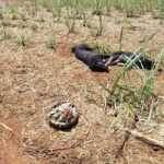 Dois cães são encontrados mortos em possível ritual de magia negra em Piracicaba
