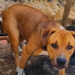 Pitbull de sete meses é resgatada após ser espancada e ameaçada de morte pelo tutor em Piracicaba