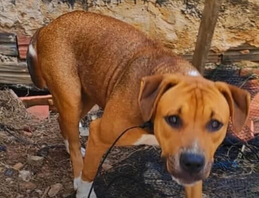 Pitbull de sete meses é resgatada após ser espancada e ameaçada de morte pelo tutor em Piracicaba