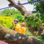 Árvore de 20 metros cai sobre residência em Piracicaba