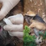 Cão idoso é encontrado chorando e com ferimento no pescoço em terreno de Piracicaba