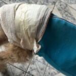 Cachorrinho é resgatado após ser ferido a golpes de facão e abandonado em comunidade de Piracicaba