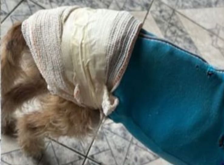Cachorrinho é resgatado após ser ferido a golpes de facão e abandonado em comunidade de Piracicaba