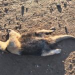 Tamanduá-mirim é encontrado morto por atropelamento em estrada rural de Piracicaba