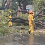 Árvore de grande porte cai na região central de Piracicaba devido às fortes chuvas