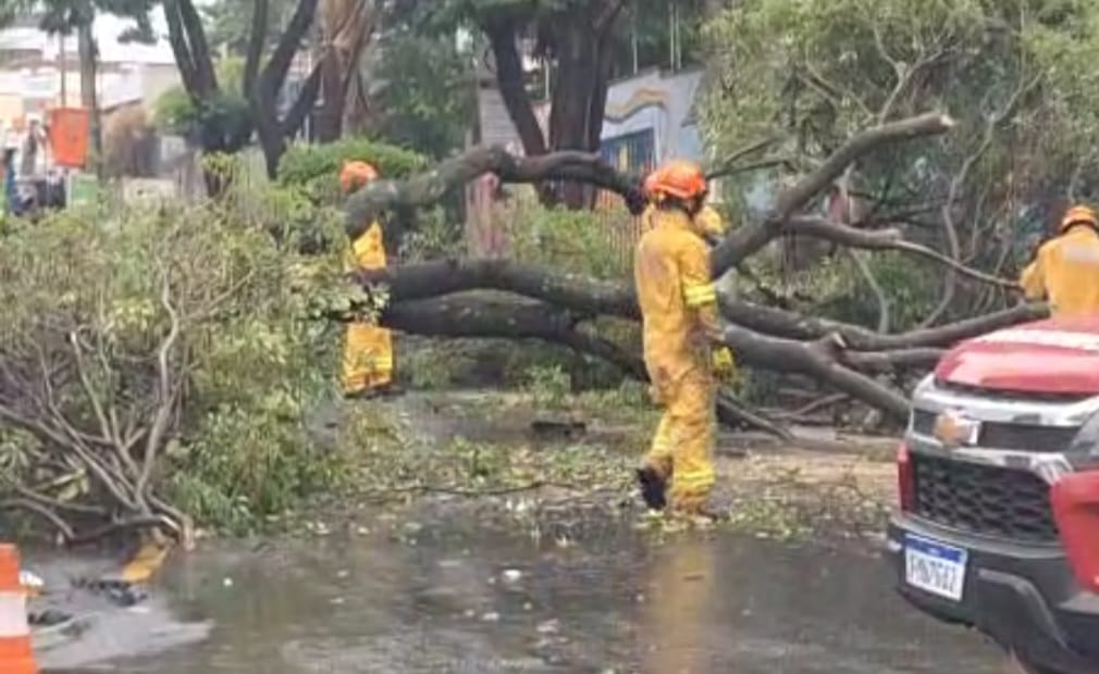 Árvore de grande porte cai na região central de Piracicaba devido às fortes chuvas