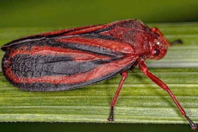 adulto-de-Mahanarva-spectabilis-CAPA
