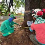 Prefeitura de Piracicaba usa tomografia para avaliar saúde de sapucaia patrimônio da cidade