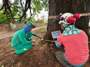 Procedimento-tecnico-auxilia-na-definicao-de-medidas-de-seguranca-e-preservacao-da-especie-que-e-patrimonio-de-Piracicaba-1024×768-1