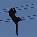 Macaquinho morre eletrocutado após pular em fio de poste em Piracicaba