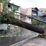 Árvore de grande porte cai sobre carro após forte chuva em Piracicaba