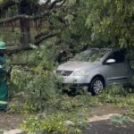 Árvore cai sobre carro na Rodovia Laércio Corte, em Piracicaba