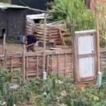 Cão é flagrado sendo agredido a pauladas em Piracicaba