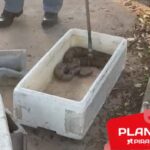 Corpo de Bombeiros resgata cobra jiboia após animal picar idoso em Piracicaba
