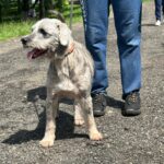 Prefeitura de Piracicaba alerta sobre abandono de animais no município