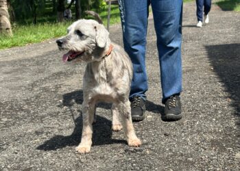 Prefeitura de Piracicaba alerta sobre abandono de animais no município