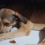 Cão é resgatado por vizinho após ser abandonado por indivíduo no meio da rua em Piracicaba