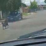 Cachorro é flagrado correndo atrás de carro após ser abandonado pelo motorista em Piracicaba