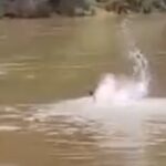 Filmagem mostra homem desesperado lutando contra correnteza do Rio Piracicaba