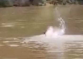 Filmagem mostra homem desesperado lutando contra correnteza do Rio Piracicaba