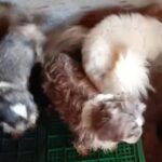 Canil clandestino com 61 animais é encontrado em Charqueada; responsável é preso