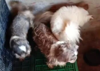 Canil clandestino com 61 animais é encontrado em Charqueada; responsável é preso