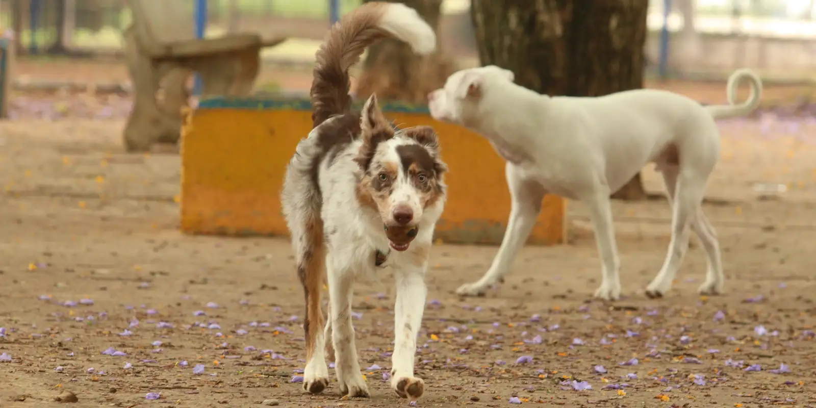tutores_com_caes_no_parcao_espaco_exclusivo_para_cachorros_na_praca_ayrton_senna_do_brasil_rvsa_abr_103020210151-1