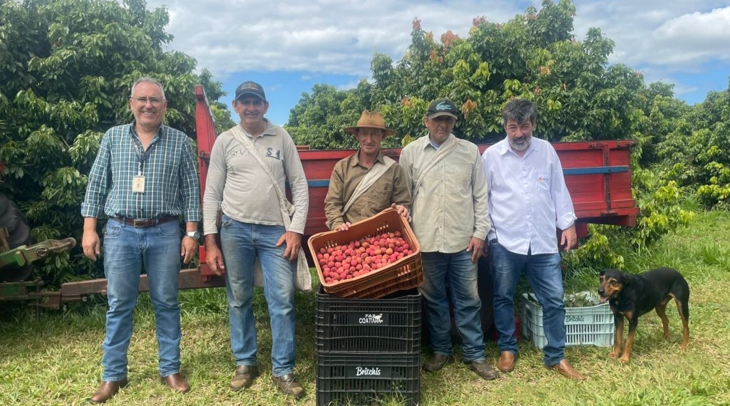 Interior de SP aposta na lichia para conquistar mercado europeu