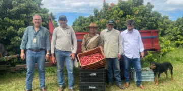 Interior de SP aposta na lichia para conquistar mercado europeu