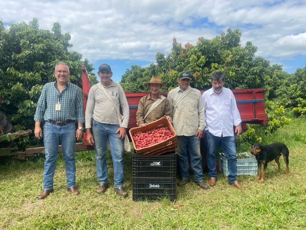 Interior de SP aposta na lichia para conquistar mercado europeu