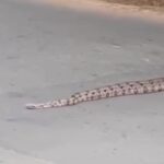 Jiboia é flagrada atravessando rua em Piracicaba