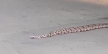 Jiboia é flagrada atravessando rua em Piracicaba