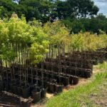 Prefeitura de Piracicaba firma acordo com Consórcio PCJ para fortalecer produção de mudas e reflorestamento