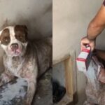 Cachorro sobrevive após ser encontrado agonizando depois de ser envenenado em Piracicaba