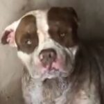 Após ser socorrido, pitbull Hulk morre vítima de envenenamento em Piracicaba