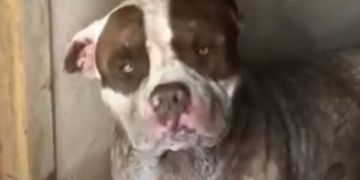 Após ser socorrido, pitbull Hulk morre vítima de envenenamento em Piracicaba