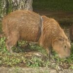 Prefeitura estrutura área para manejo de capivara com artefato preso ao tórax