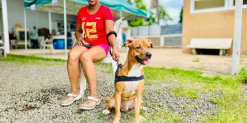 Prefeitura de Piracicaba realiza mutirão de castrações; 1.200 vagas já foram preenchidas