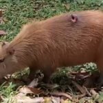 Capivara com ferimento profundo é vista perto da Ponte Estaiada em Piracicaba